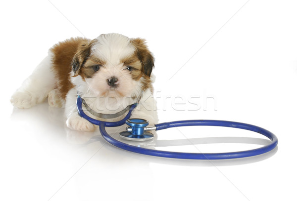 Foto stock: Veterinário · cuidar · estetoscópio · em · torno · de · pescoço · branco