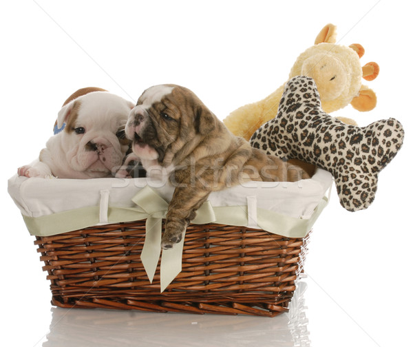 four week old english bulldog puppies in a wicker basket with stuffed toys 

 Stock photo © willeecole