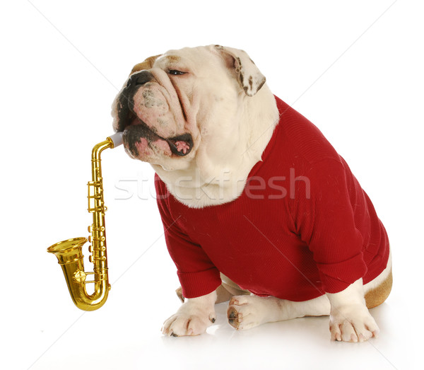 musical dog Stock photo © willeecole