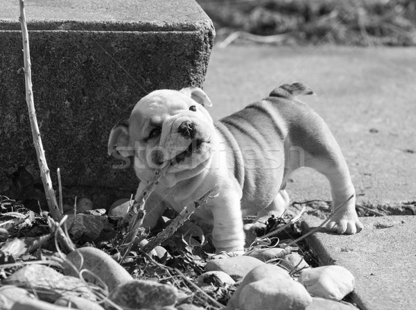 dog playing outside Stock photo © willeecole