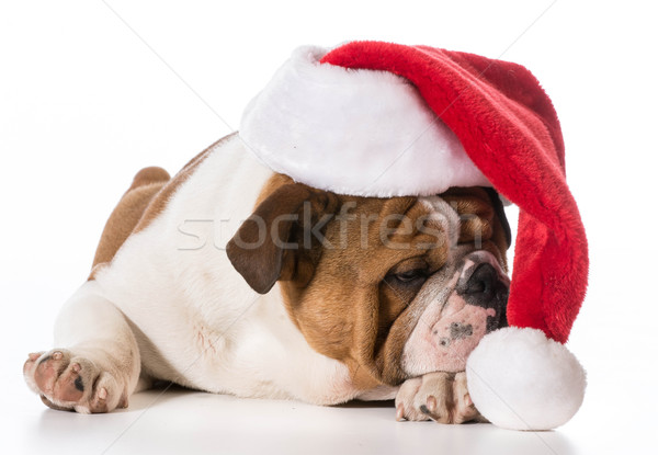 santa dog Stock photo © willeecole