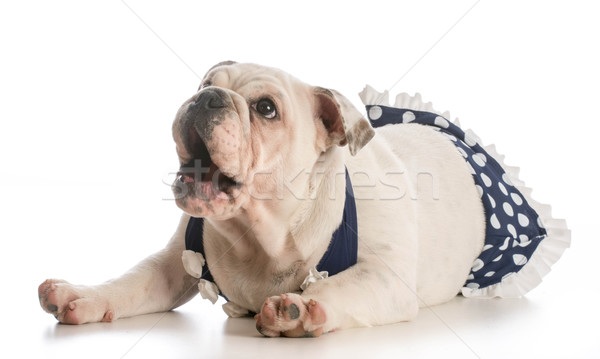 Cute chiot anglais bulldog à pois [[stock_photo]] © willeecole