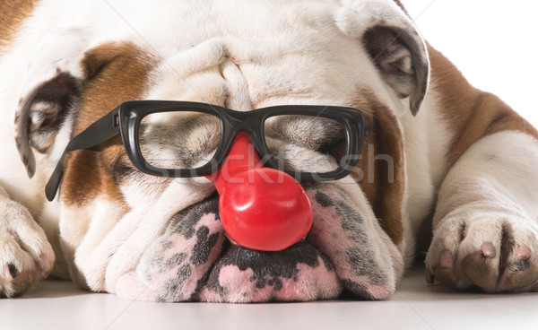 Amuzant câine clovn ochelari alb Imagine de stoc © willeecole