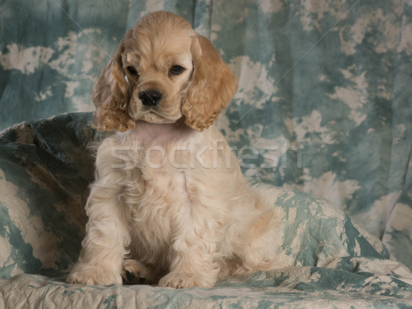 cute puppy  Stock photo © willeecole