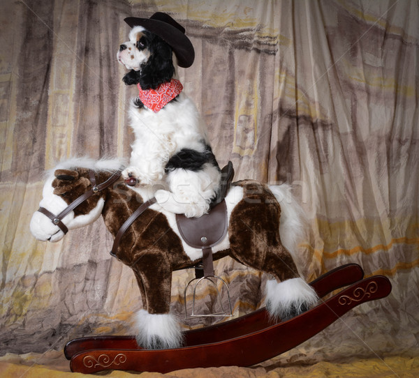 dog riding a horse Stock photo © willeecole