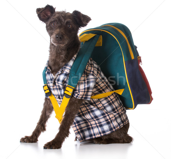 Hund Gehorsam gemischte Rasse tragen Stock foto © willeecole