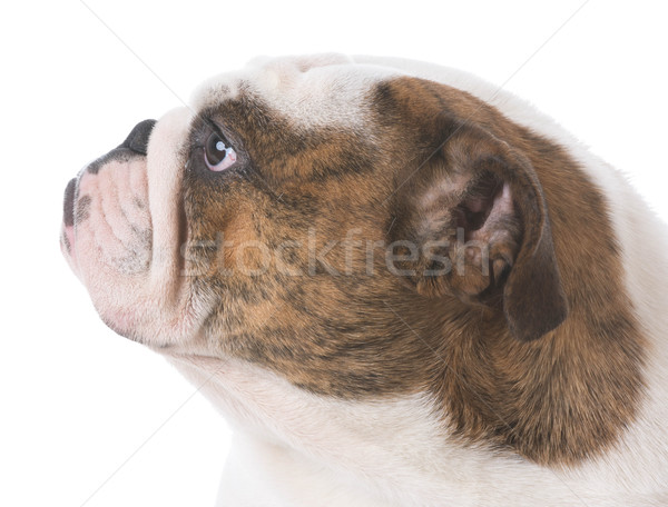 Anglais bulldog portrait isolé blanche [[stock_photo]] © willeecole