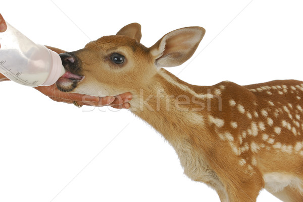 orphaned fawn Stock photo © willeecole