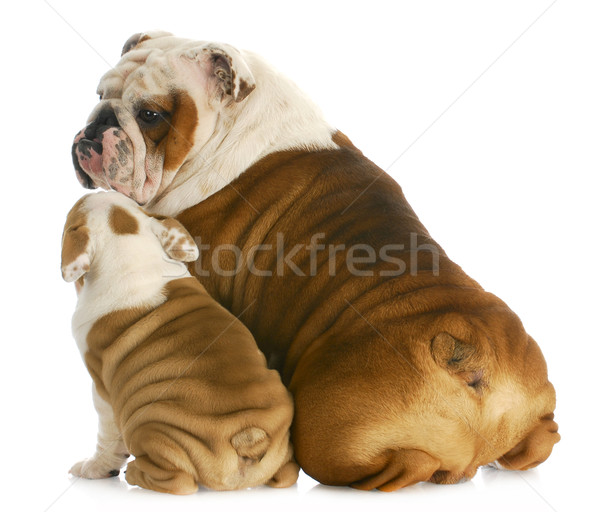 Hond familie Engels bulldog vader zoon vergadering Stockfoto © willeecole