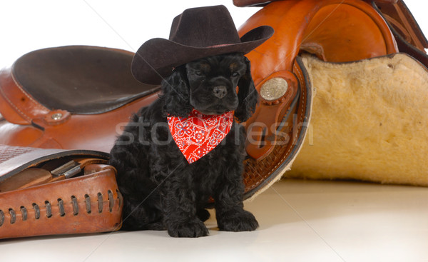 País perro americano cachorro sesión Foto stock © willeecole