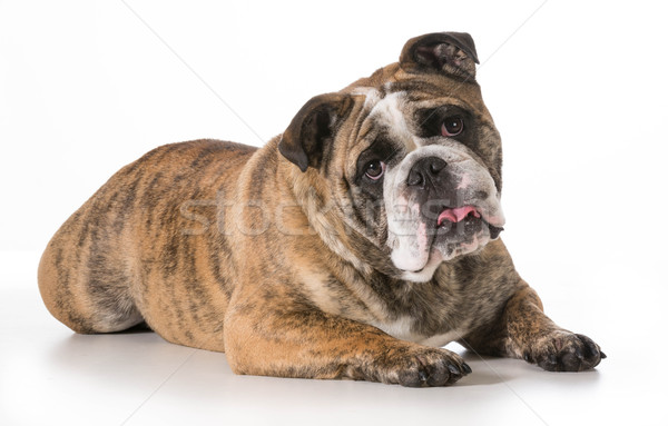 Zdjęcia stock: Angielski · bulldog · patrząc · odizolowany · biały
