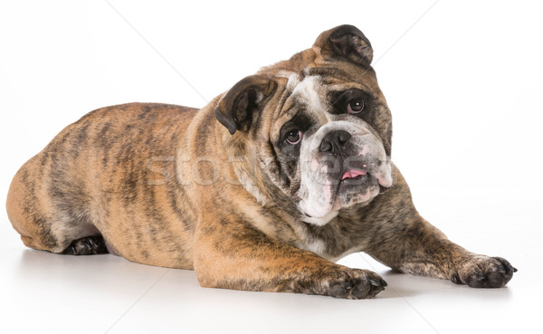 Inglés bulldog mirando aislado blanco Foto stock © willeecole