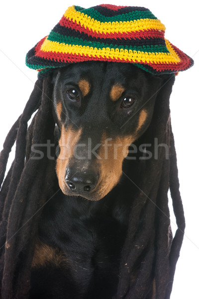 犬 衣装 ドーベルマン犬 パーティ 顔 黒 ストックフォト © willeecole