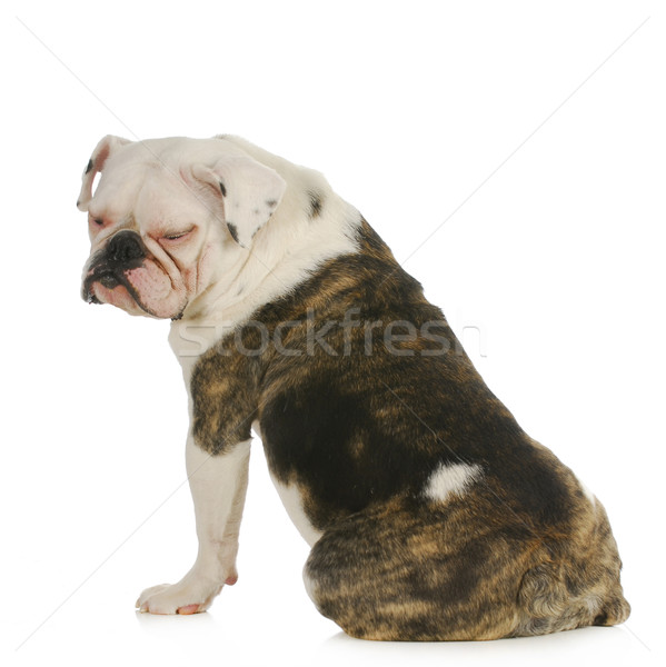 Psa angielski bulldog różowy skóry Zdjęcia stock © willeecole