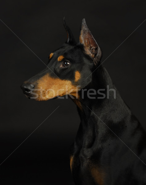 Doberman femeie ani vechi fundal portret Imagine de stoc © willeecole