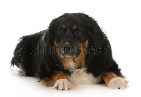 Stock photo: bernese mountain dog mix