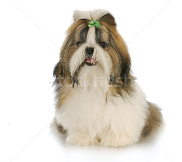 shih tzu Stock photo © willeecole