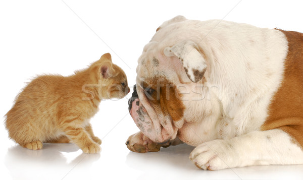 cat and dog Stock photo © willeecole