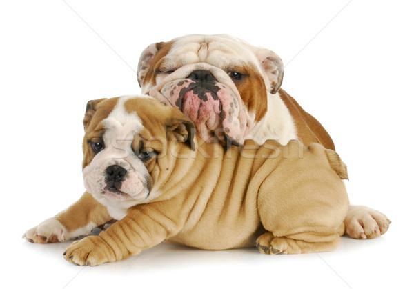 Père en fils chiens deux anglais blanche [[stock_photo]] © willeecole