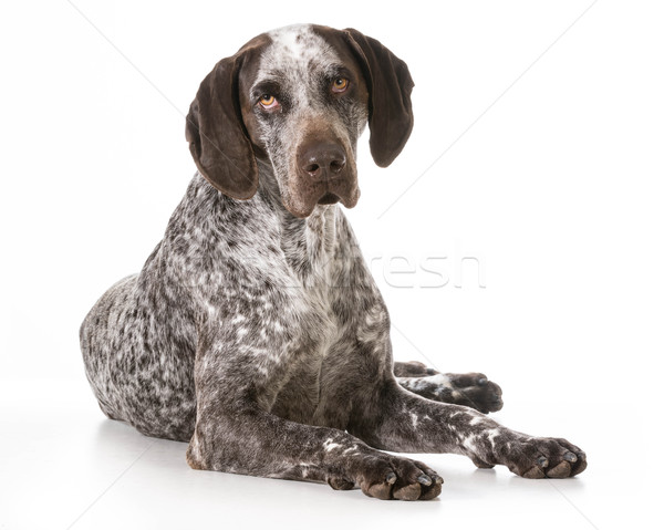 german shorthaired pointer  Stock photo © willeecole