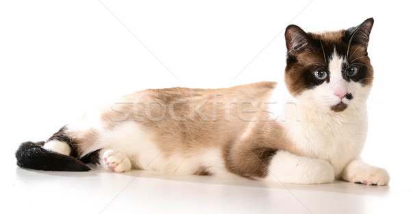 ragdoll cat Stock photo © willeecole