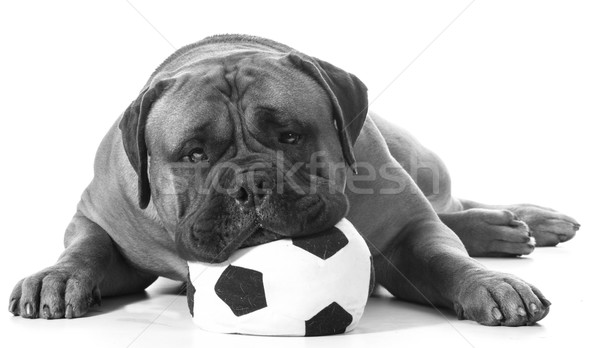 sports hound Stock photo © willeecole