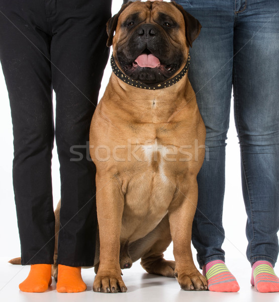 bullmastiff and his owners Stock photo © willeecole