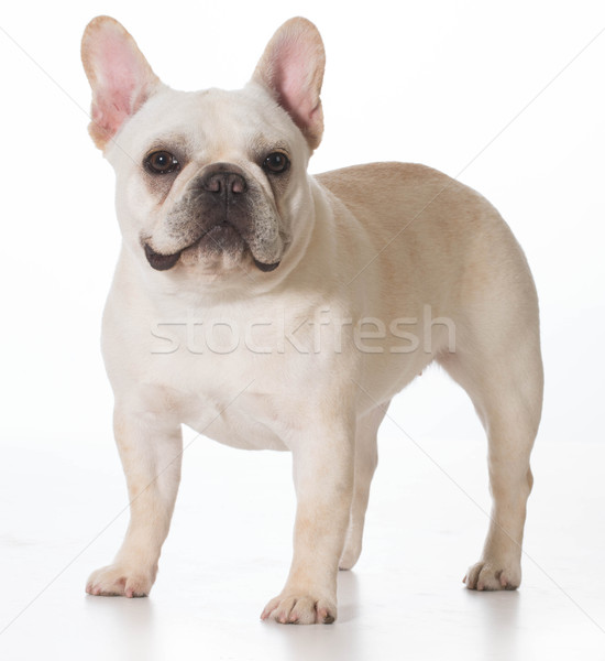 Francia bulldog kutyakölyök áll néz kutya Stock fotó © willeecole