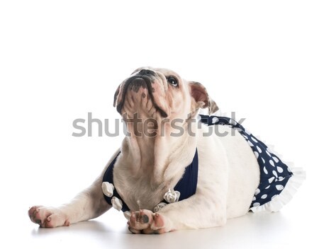 dog wearing bathing suit Stock photo © willeecole