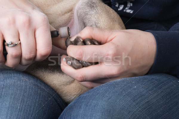 cutting dog's nails Stock photo © willeecole