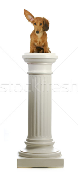 dog sitting on a pedestal  Stock photo © willeecole