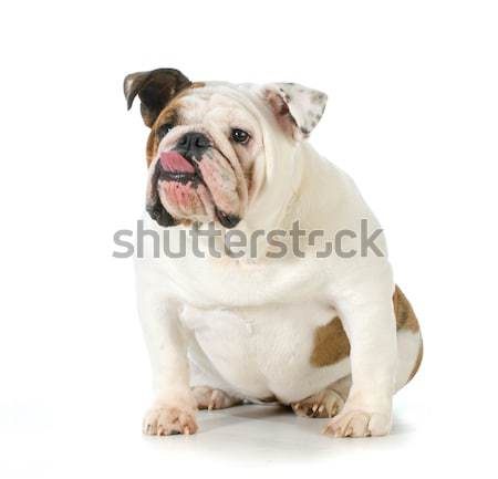 Foto d'archivio: Malati · cane · english · bulldog · cucciolo · lingua