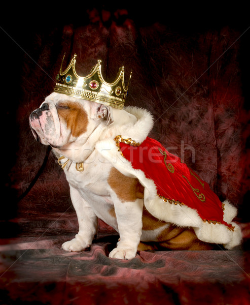 Köpek İngilizce buldok yukarı gibi kral Stok fotoğraf © willeecole