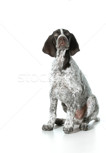 german shorthaired pointer puppy Stock photo © willeecole
