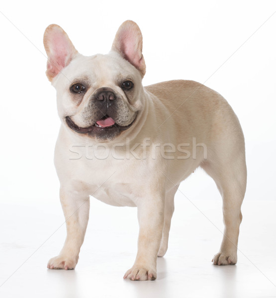 フランス語 ブルドッグ 子犬 立って 見える 犬 ストックフォト © willeecole