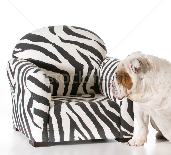 Stockfoto: Hond · meubels · toegestaan · Engels · bulldog · haren