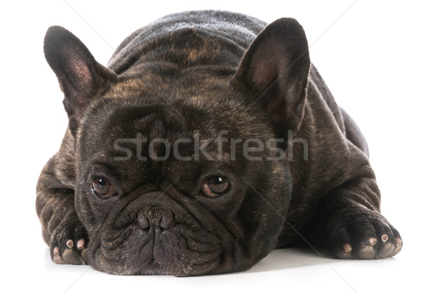 Stock photo: french bulldog 