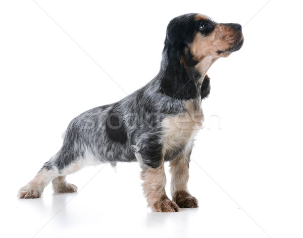 Cute chiot anglais permanent blanche noir [[stock_photo]] © willeecole