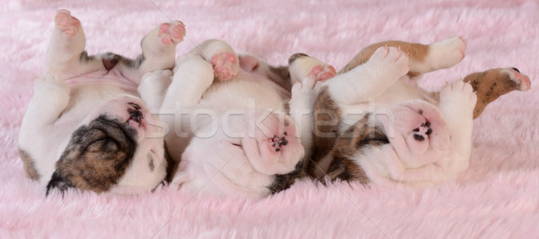 litter of puppies Stock photo © willeecole