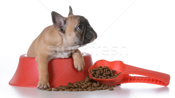 puppy nutrition Stock photo © willeecole