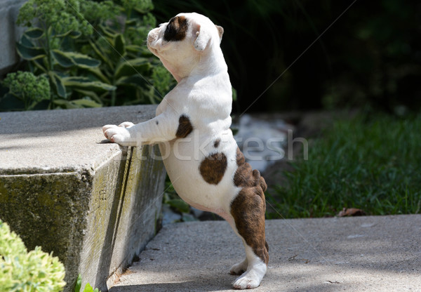 Stock photo: teaching puppy stairs