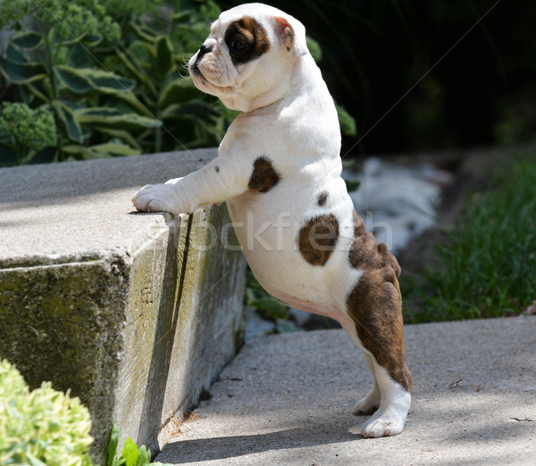 bulldog puppy Stock photo © willeecole