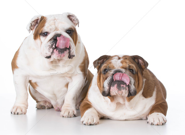 Twee honden lippen witte hond mond Stockfoto © willeecole