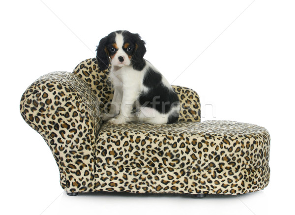 dog sitting on couch Stock photo © willeecole