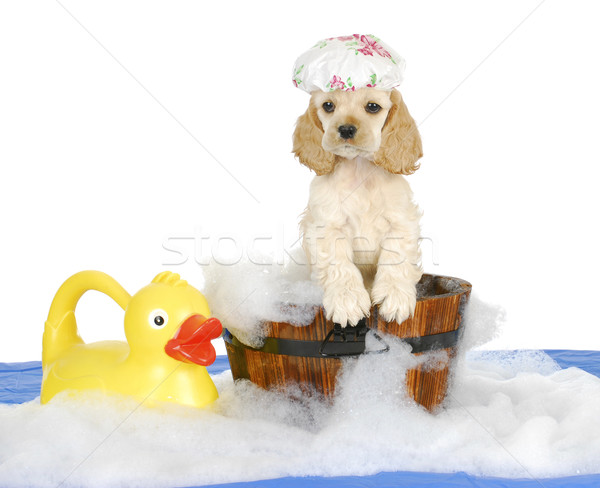 Stock fotó: Kutyakölyök · fürdőkád · idő · amerikai · boldog · kék