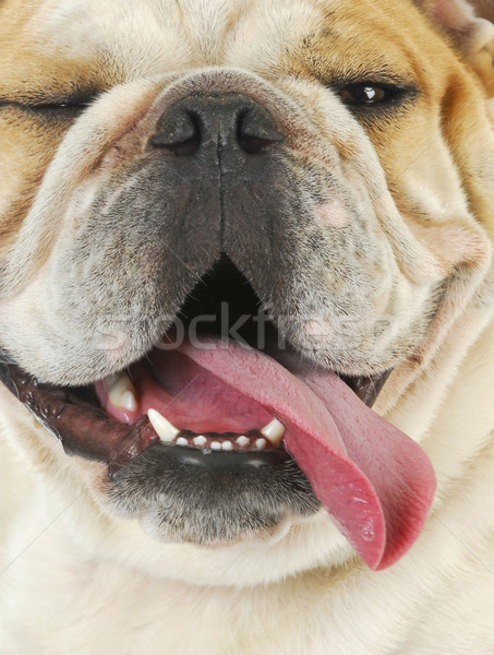 Hund Hecheln Englisch Bulldogge Stock foto © willeecole