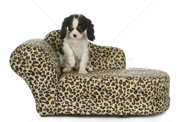 dog sitting on couch Stock photo © willeecole