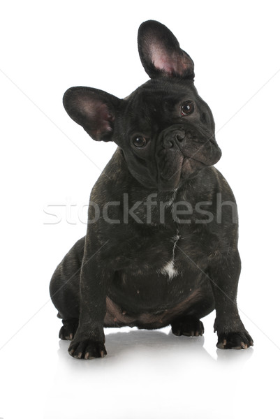 french bulldog Stock photo © willeecole