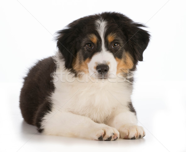 cute puppy Stock photo © willeecole