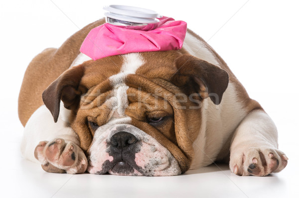 sick puppy Stock photo © willeecole